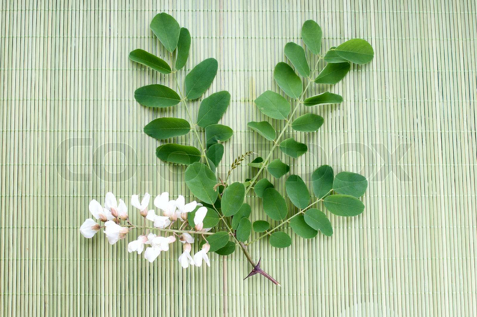 Akacie blomster med blade på hvid | Stock foto | Colourbox