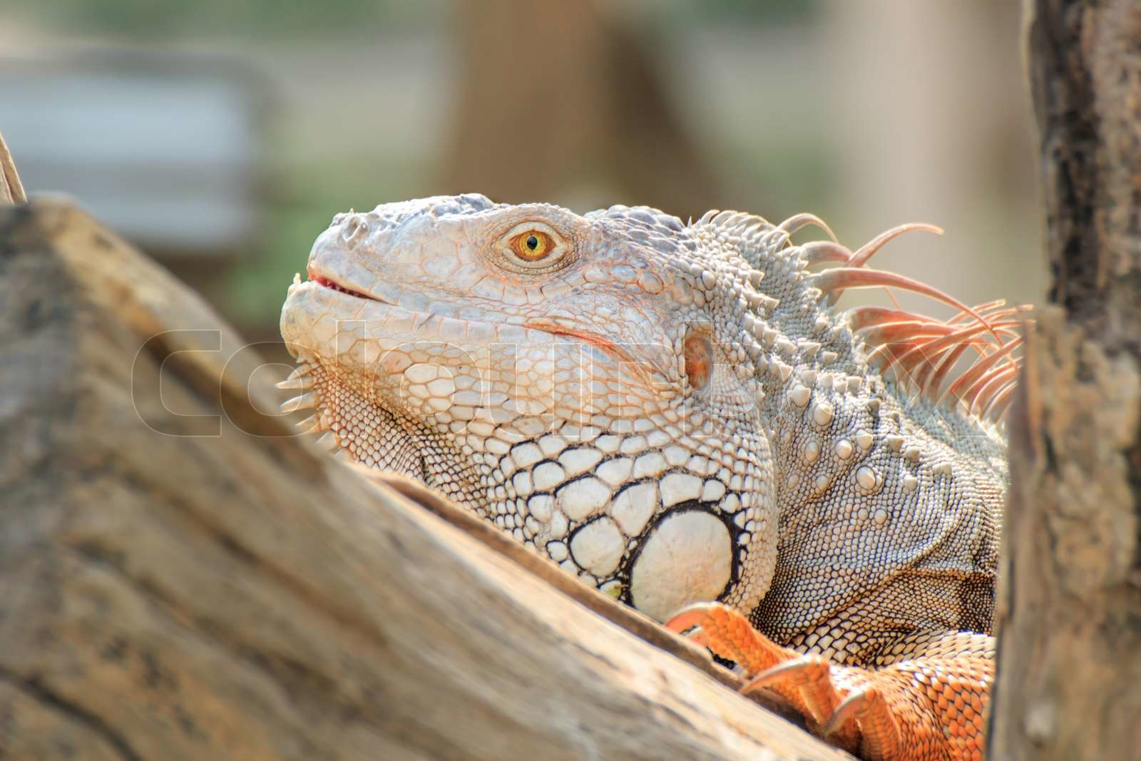 Iguana | Stock Bild | Colourbox