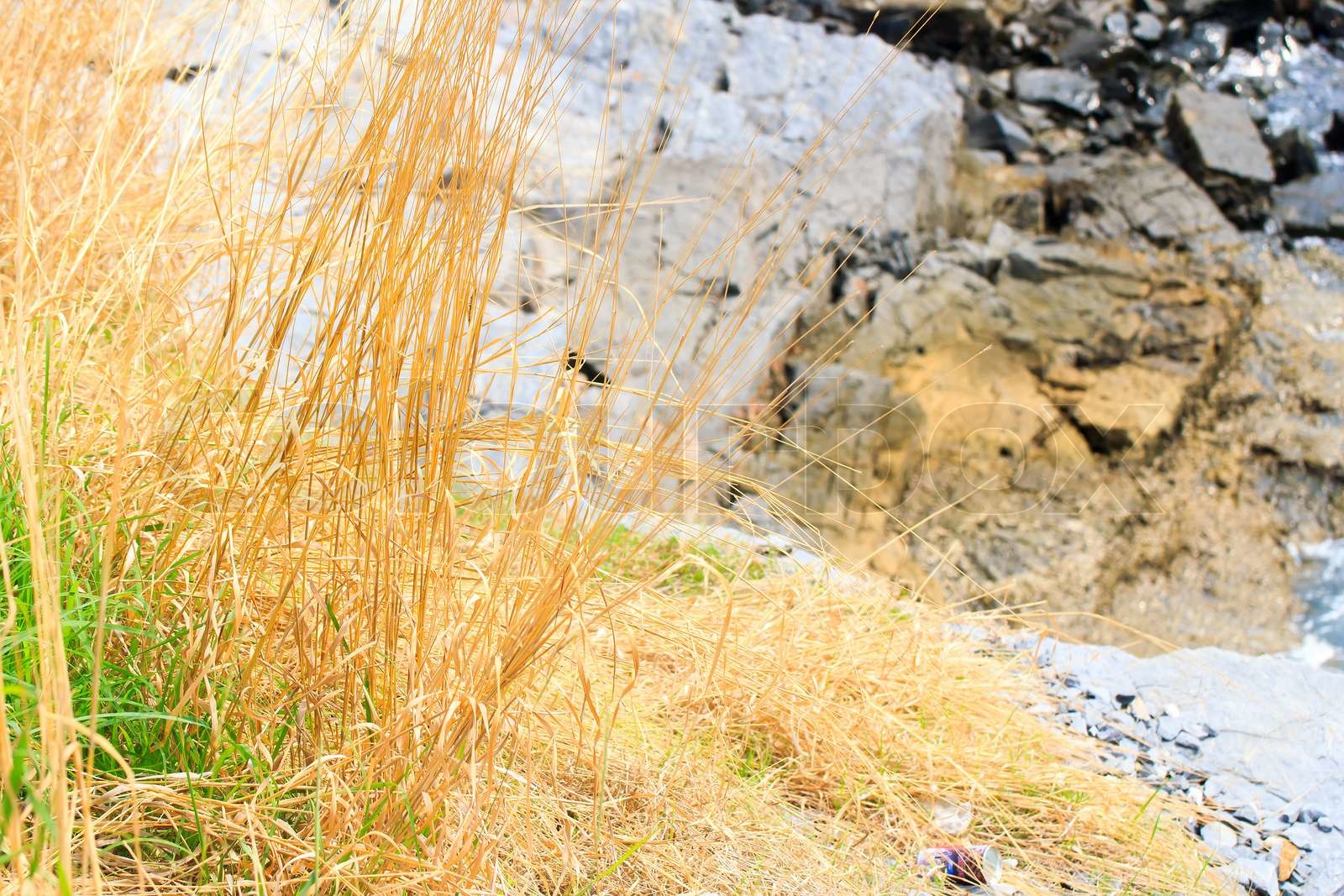 Dry grass mountain Stock image Colourbox