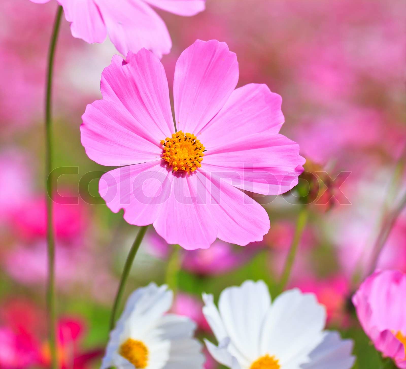 Schöne Blumen BorderFlower | Stock Bild | Colourbox