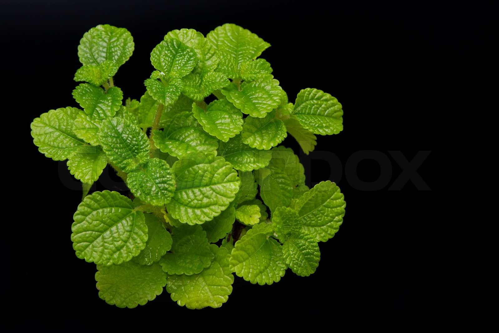 Fresh mint leaves isolated on black Stock image Colourbox