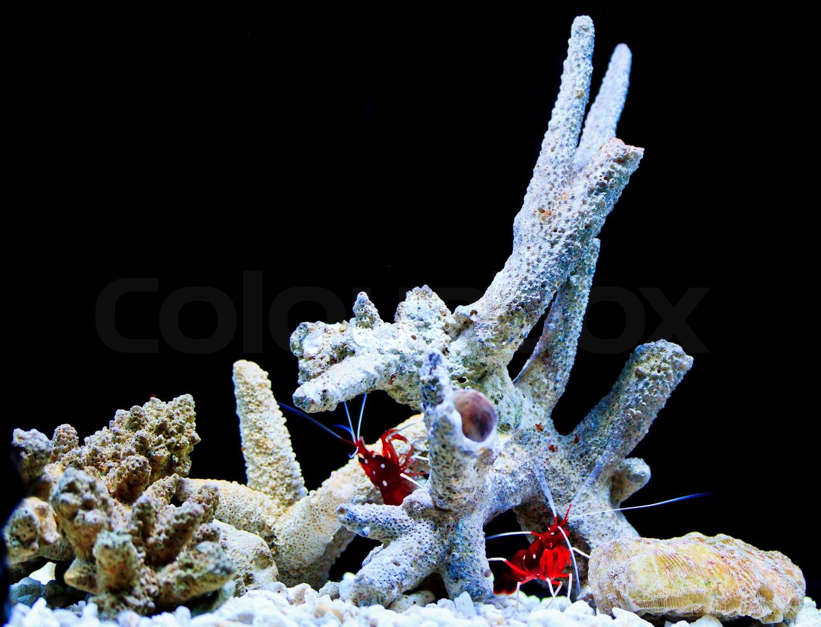 koral | Stock foto | Colourbox