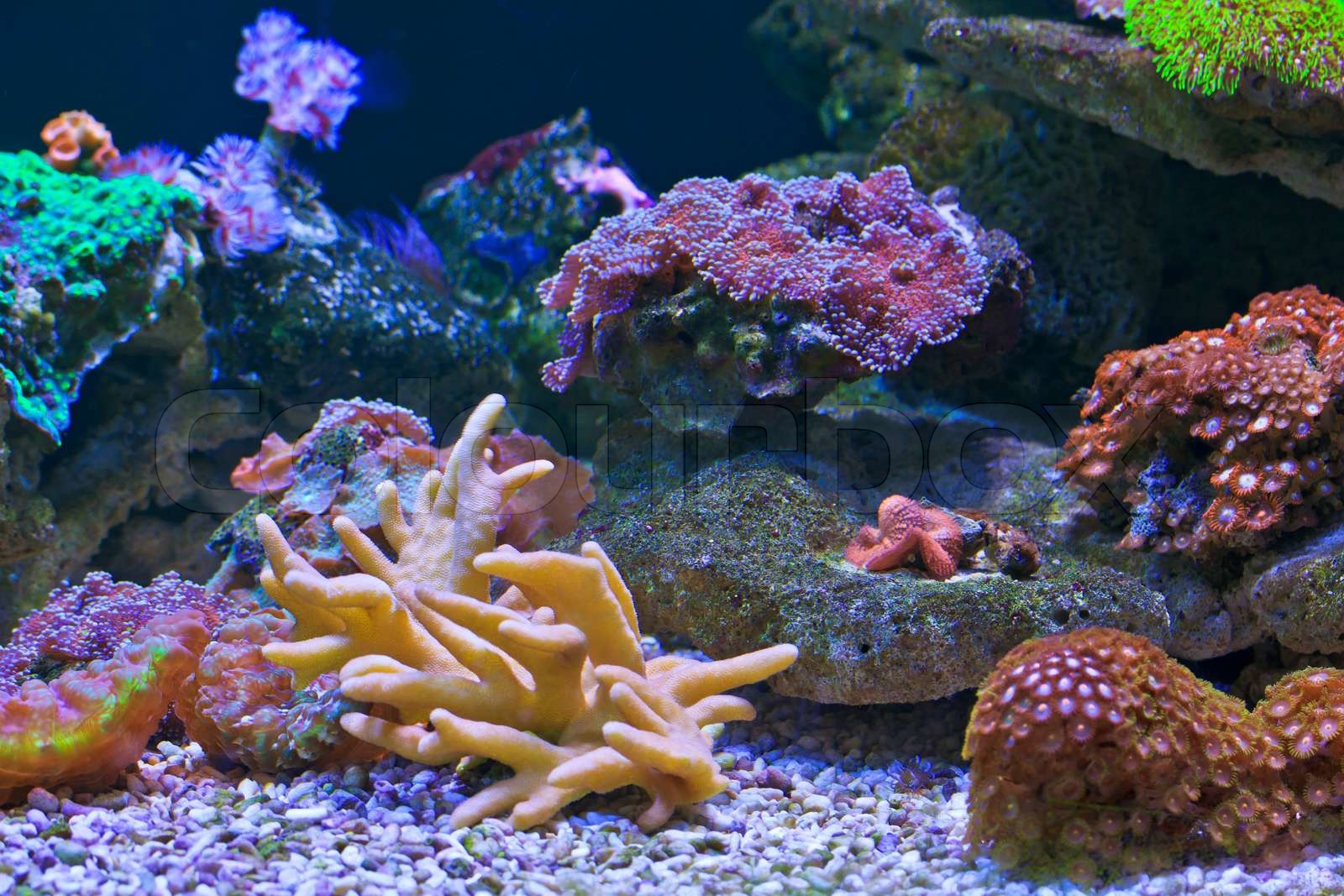 coral | Stock image | Colourbox