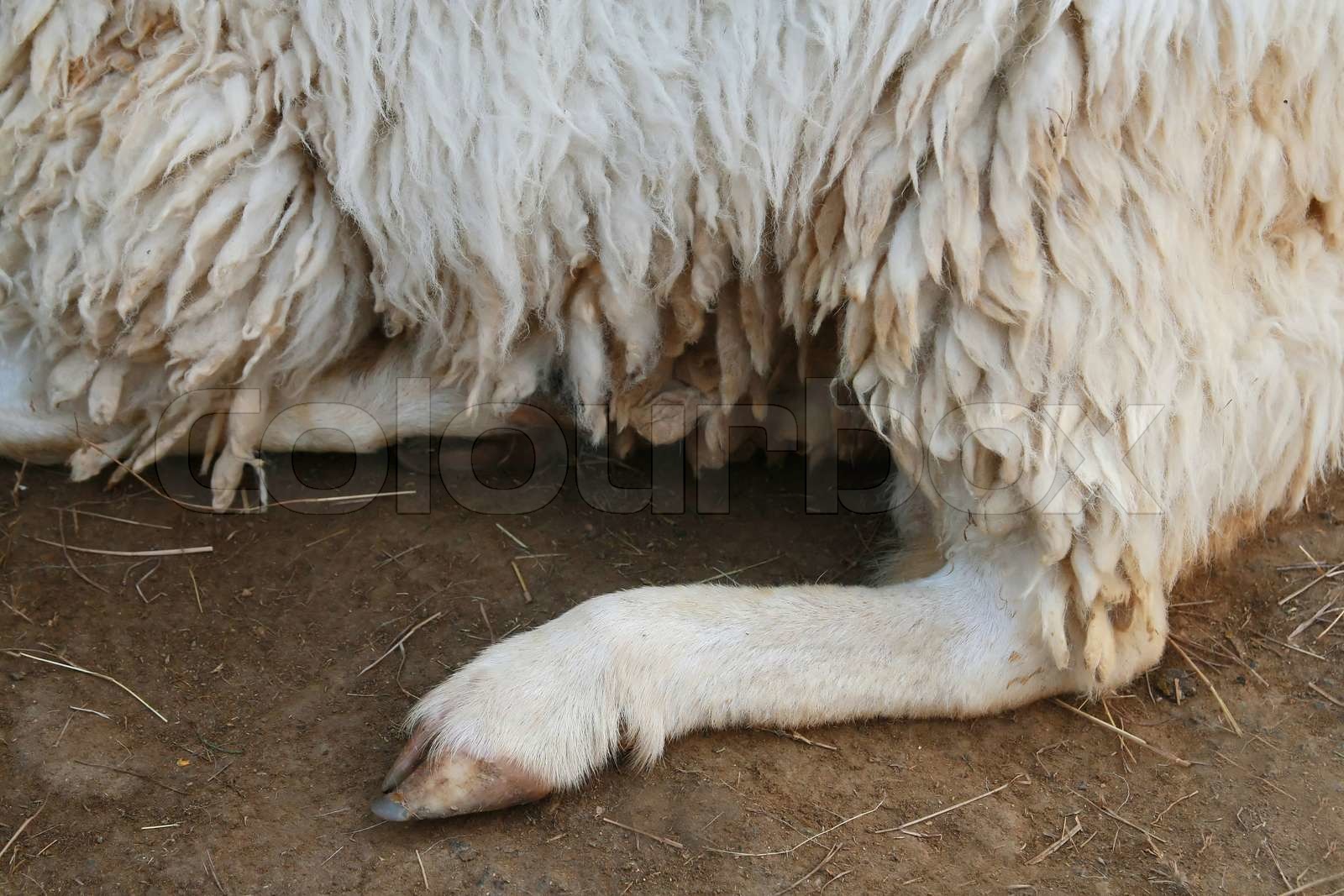 sheep leg | Stock image | Colourbox