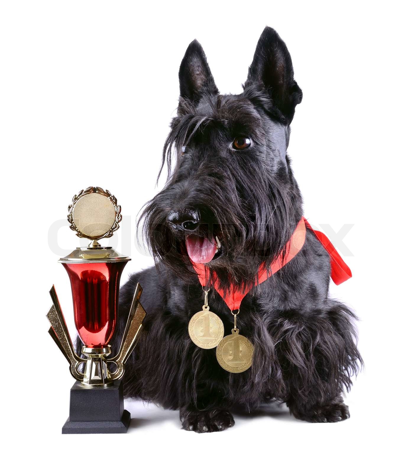 Winner dog | Stock image | Colourbox