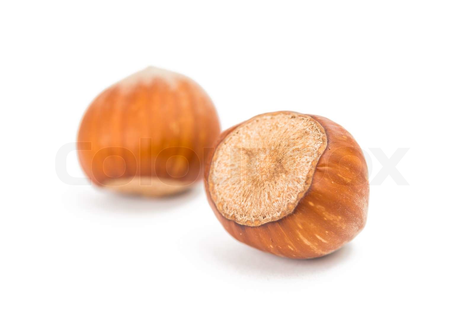 hazel nut isolated | Stock image | Colourbox