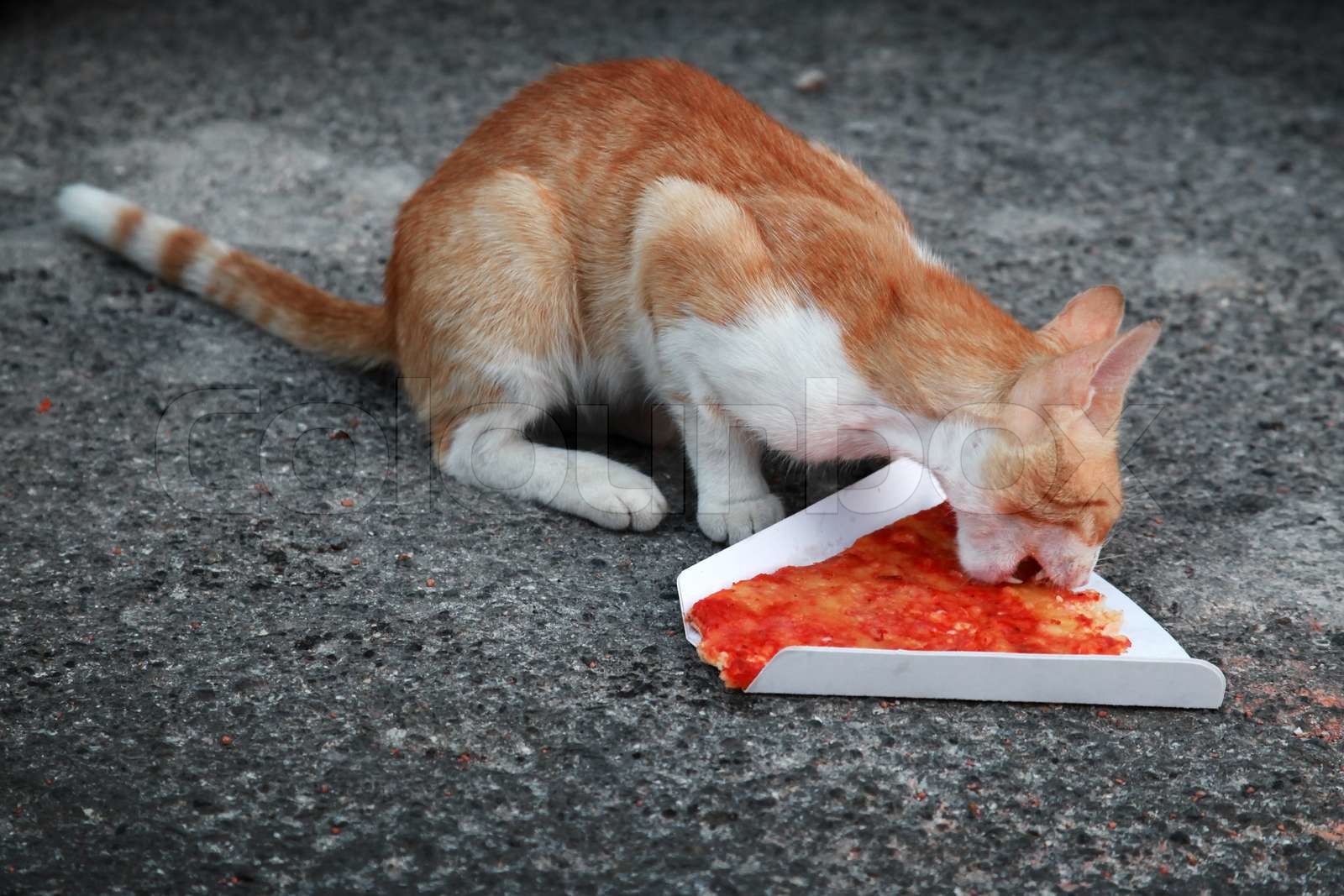 cat ate pizza