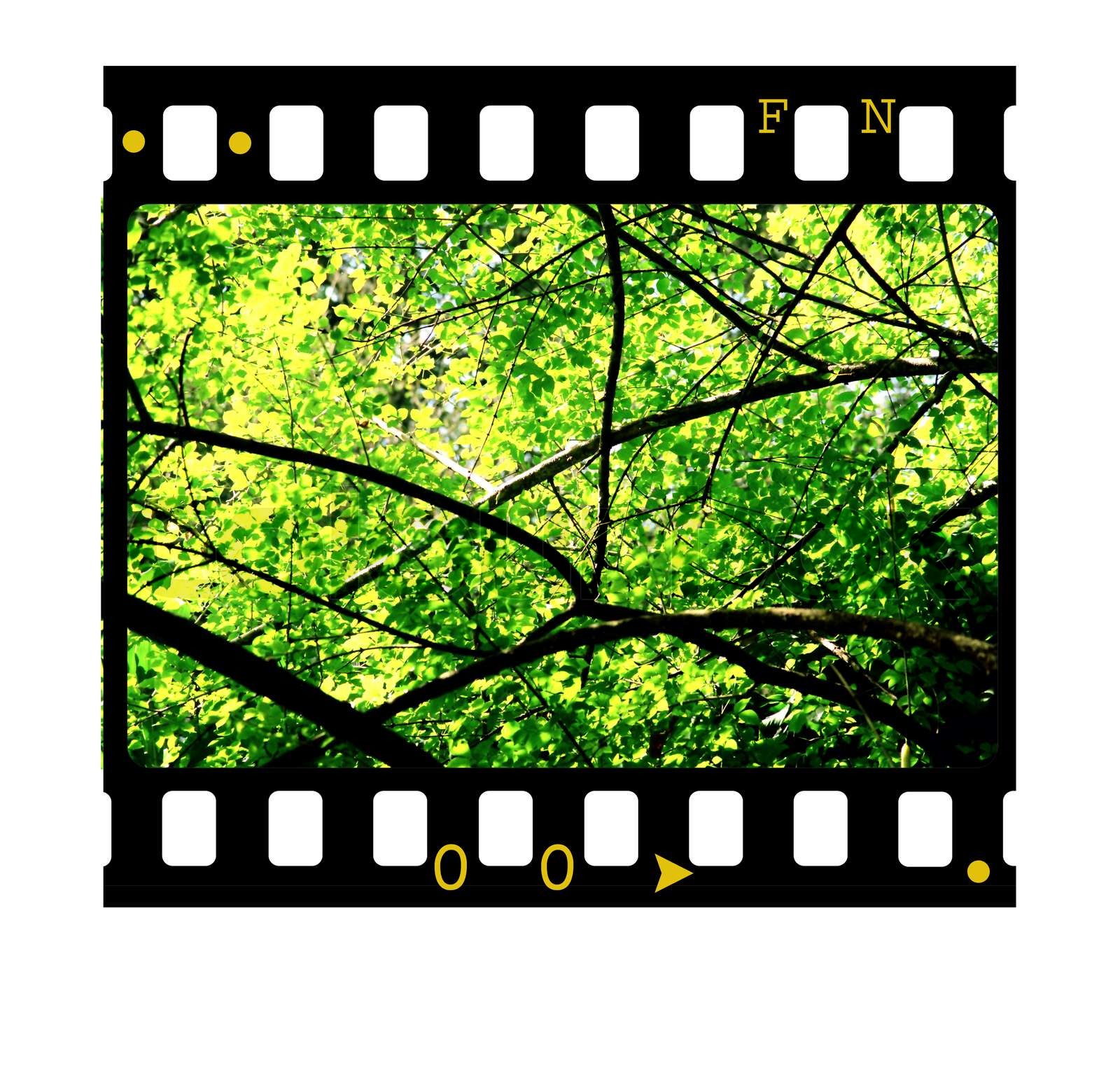 35mm Film frames Stock image Colourbox