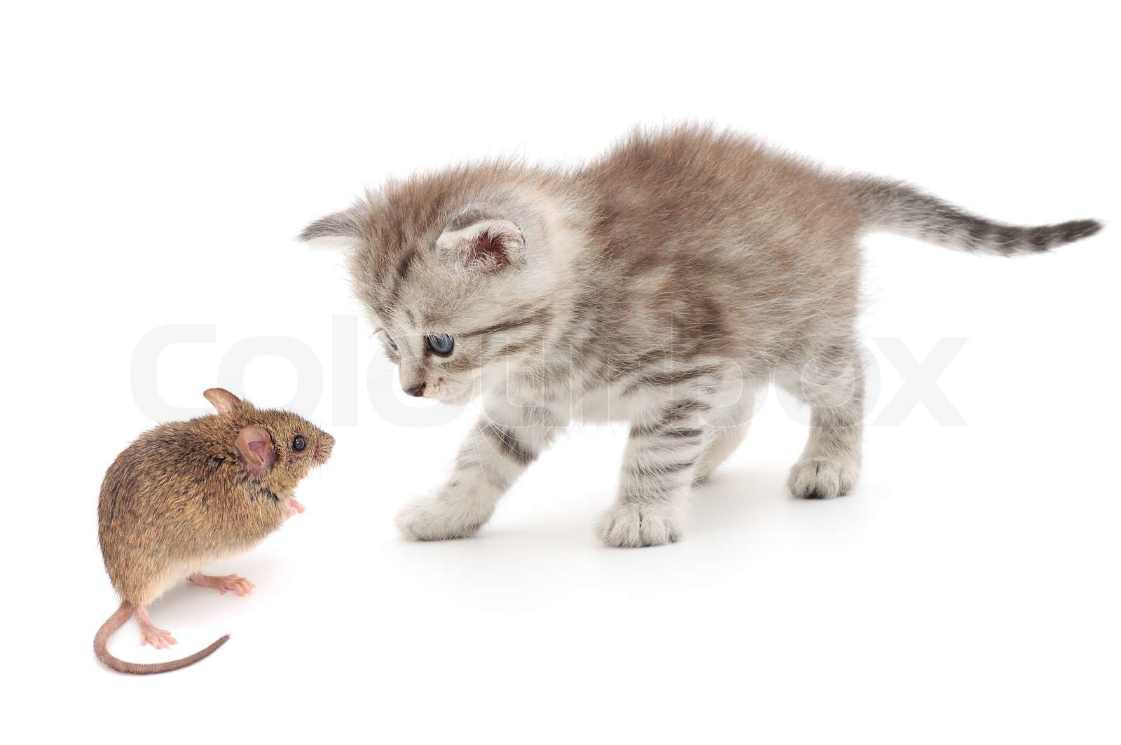 Maus Und Katze Stock Bild Colourbox Maus Und Katze Stock Bild Colourbox