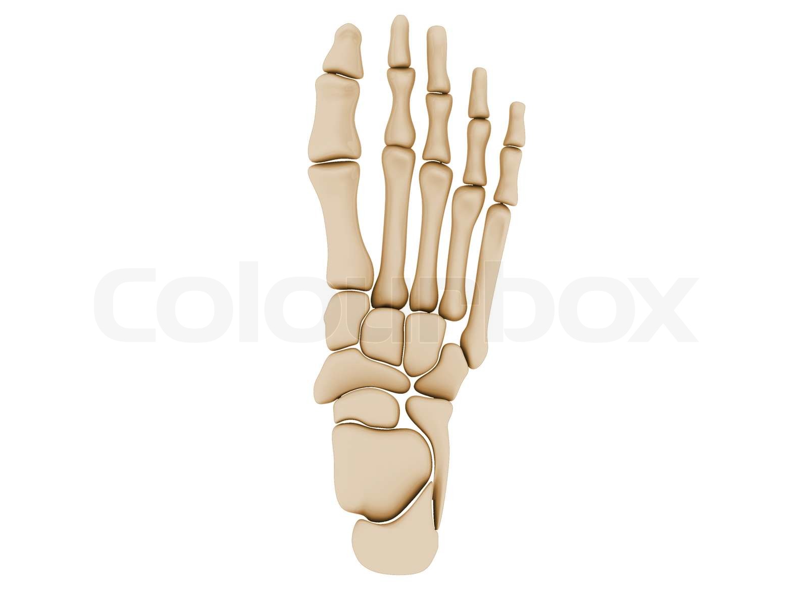 Menschlicher Fuß Knochen | Stock Bild | Colourbox