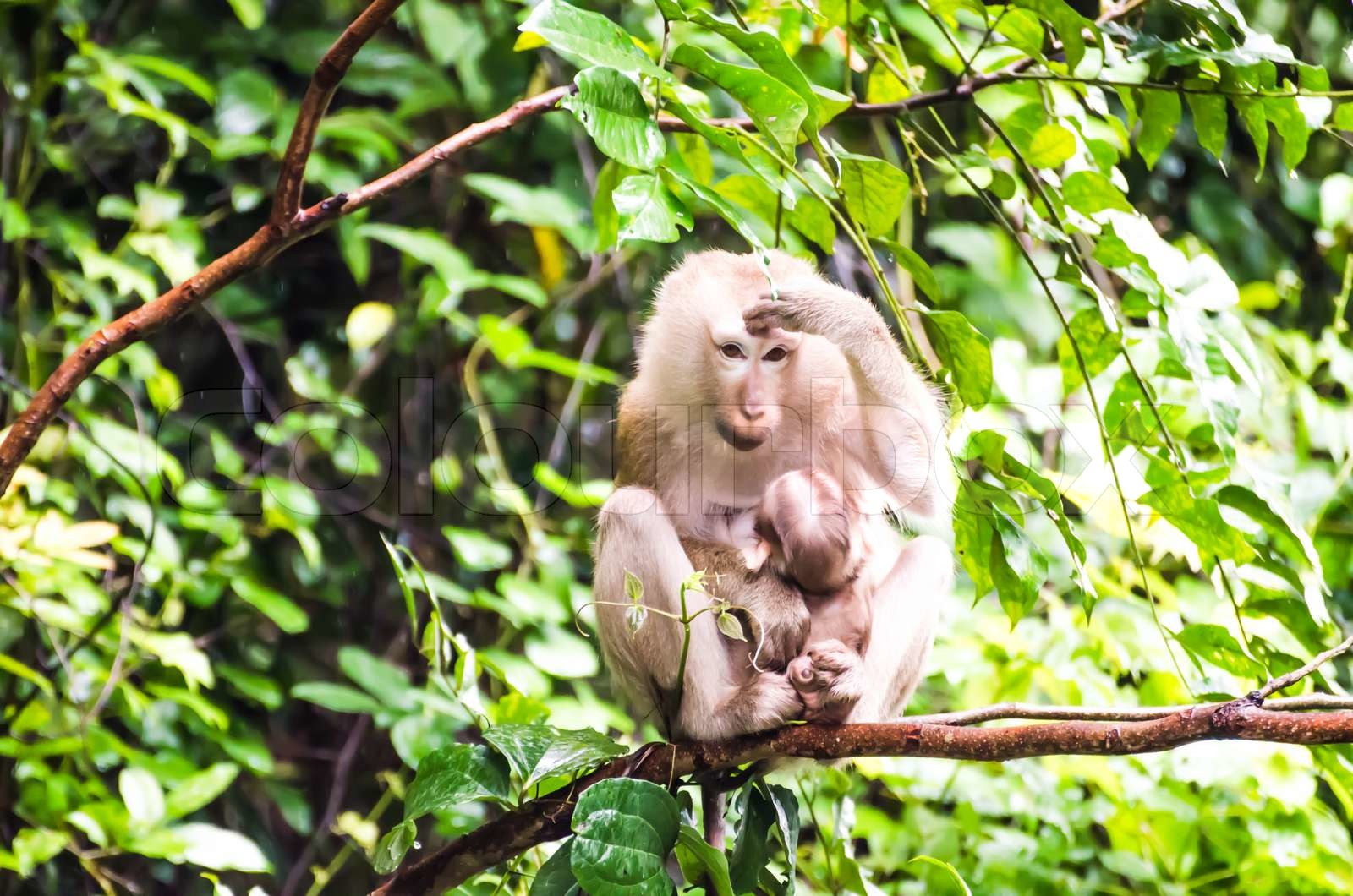 Monkey in Tropical rainforest | Stock image | Colourbox