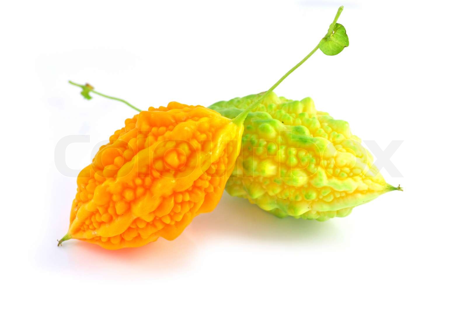Balsam pear | Stock image | Colourbox