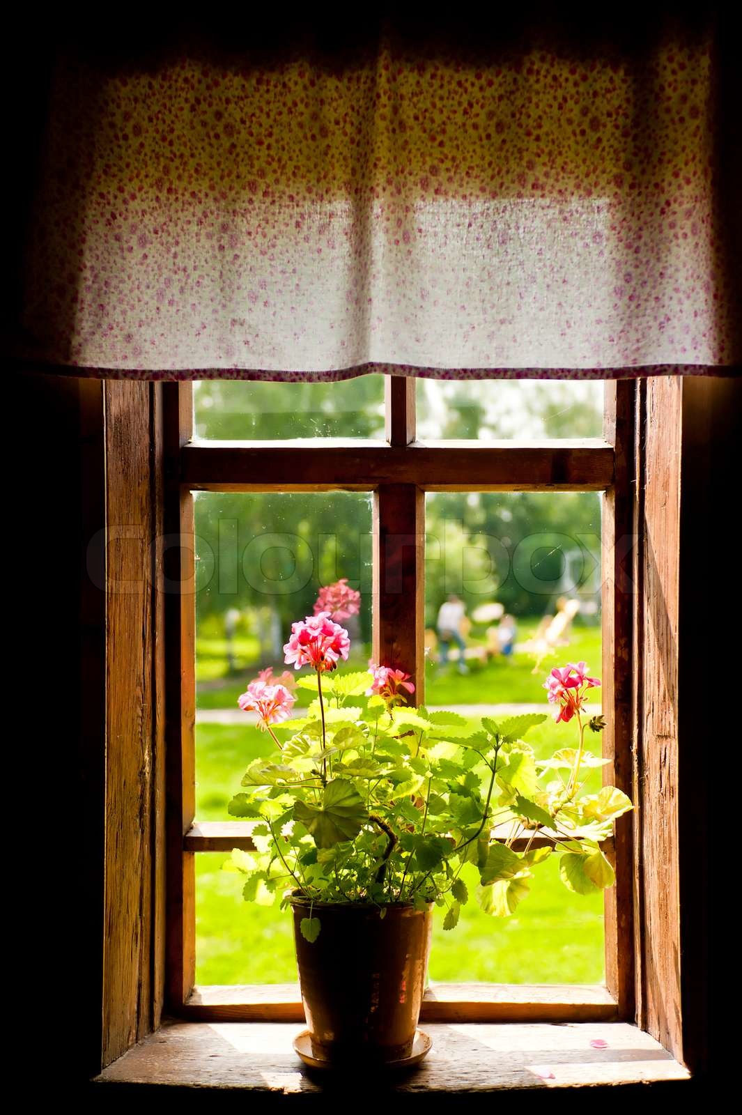 Vase mit einer Blume auf der FensterbankLandhaus Stock Bild Colourbox