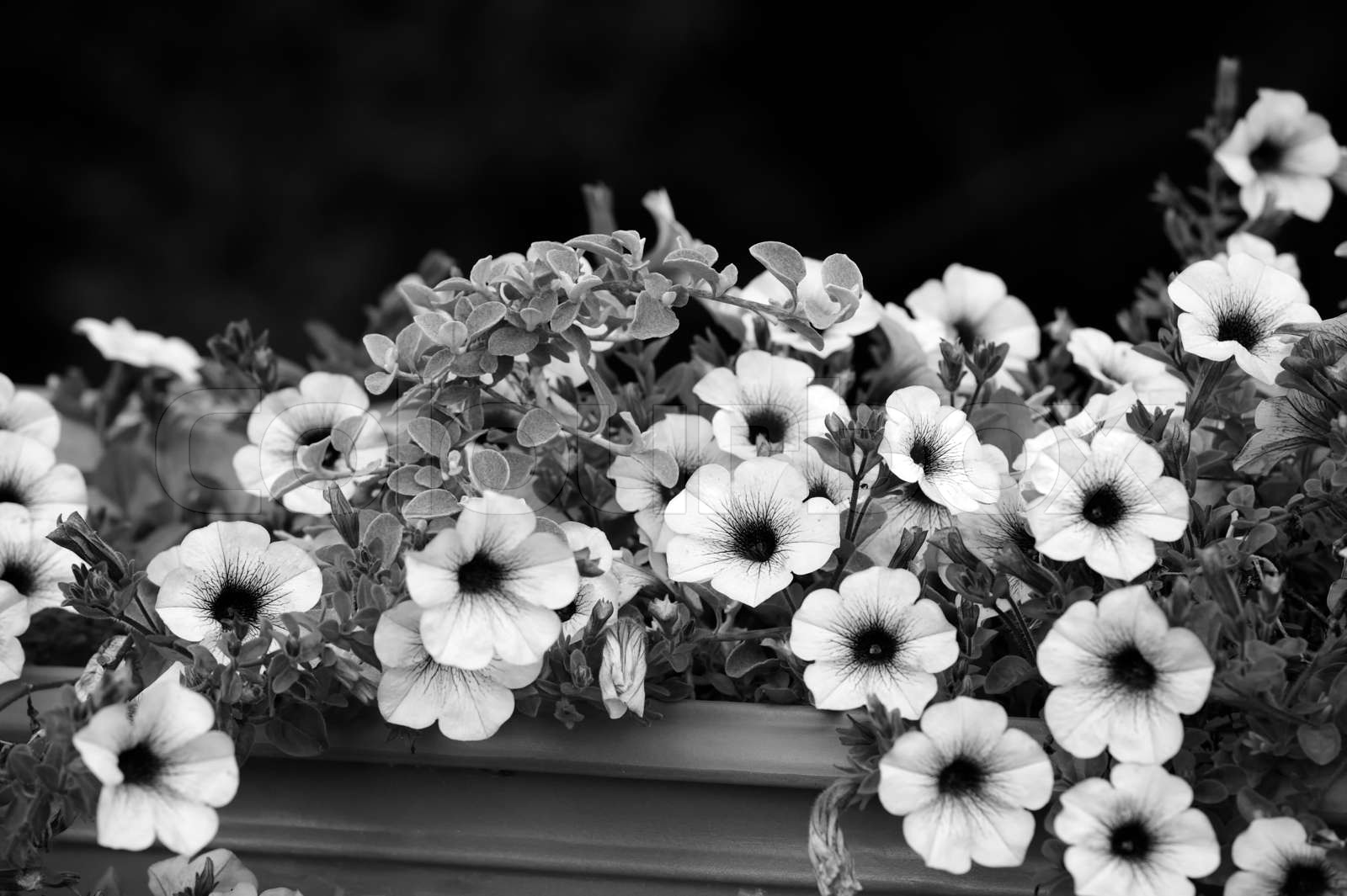 Black and White Petunia Flowers | Stock image | Colourbox