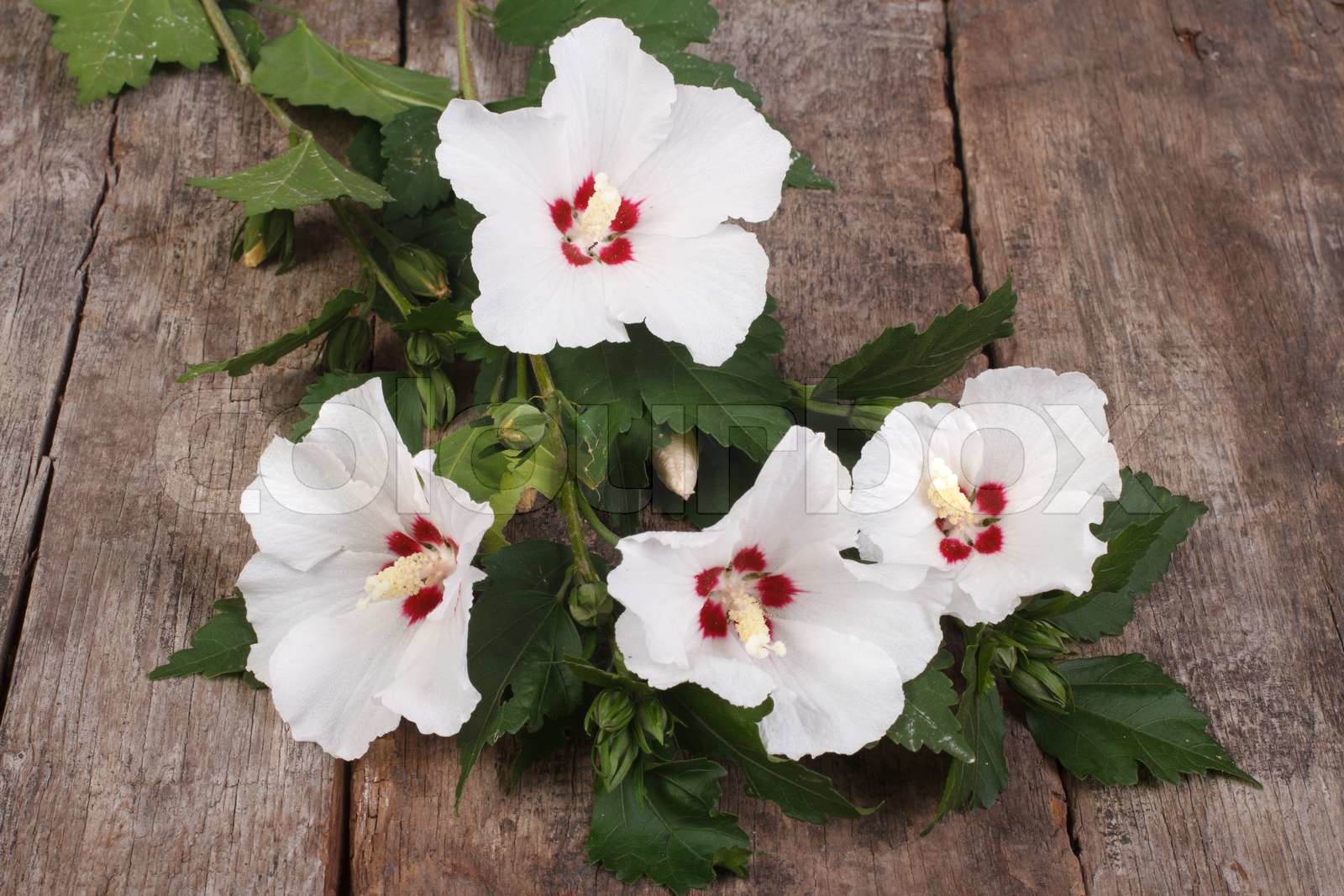 blühende weiße hibiscus Stock Bild Colourbox