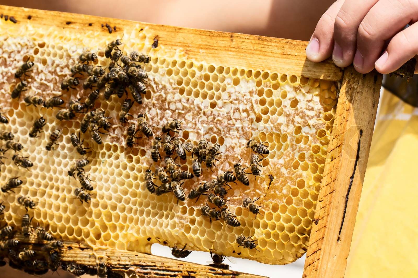 Bienenwabe Mit Bienen Stock Bild Colourbox