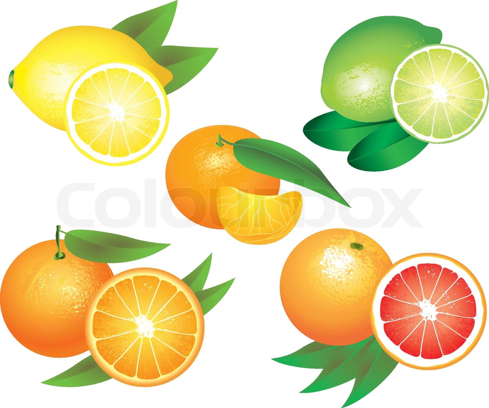 citrus fruits vector set Stock vector Colourbox