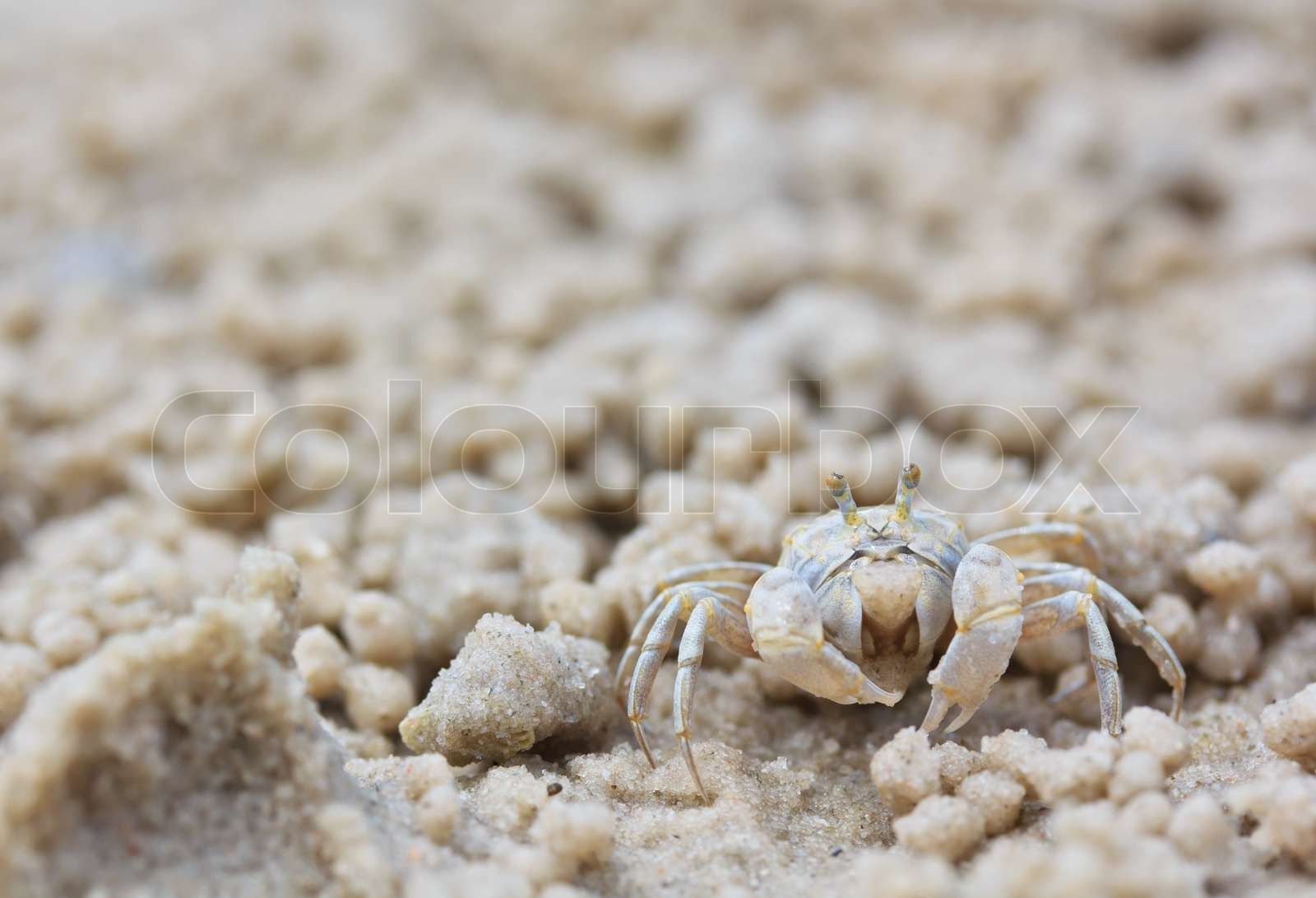Crab making sand balls on the beach Stock image Colourbox
