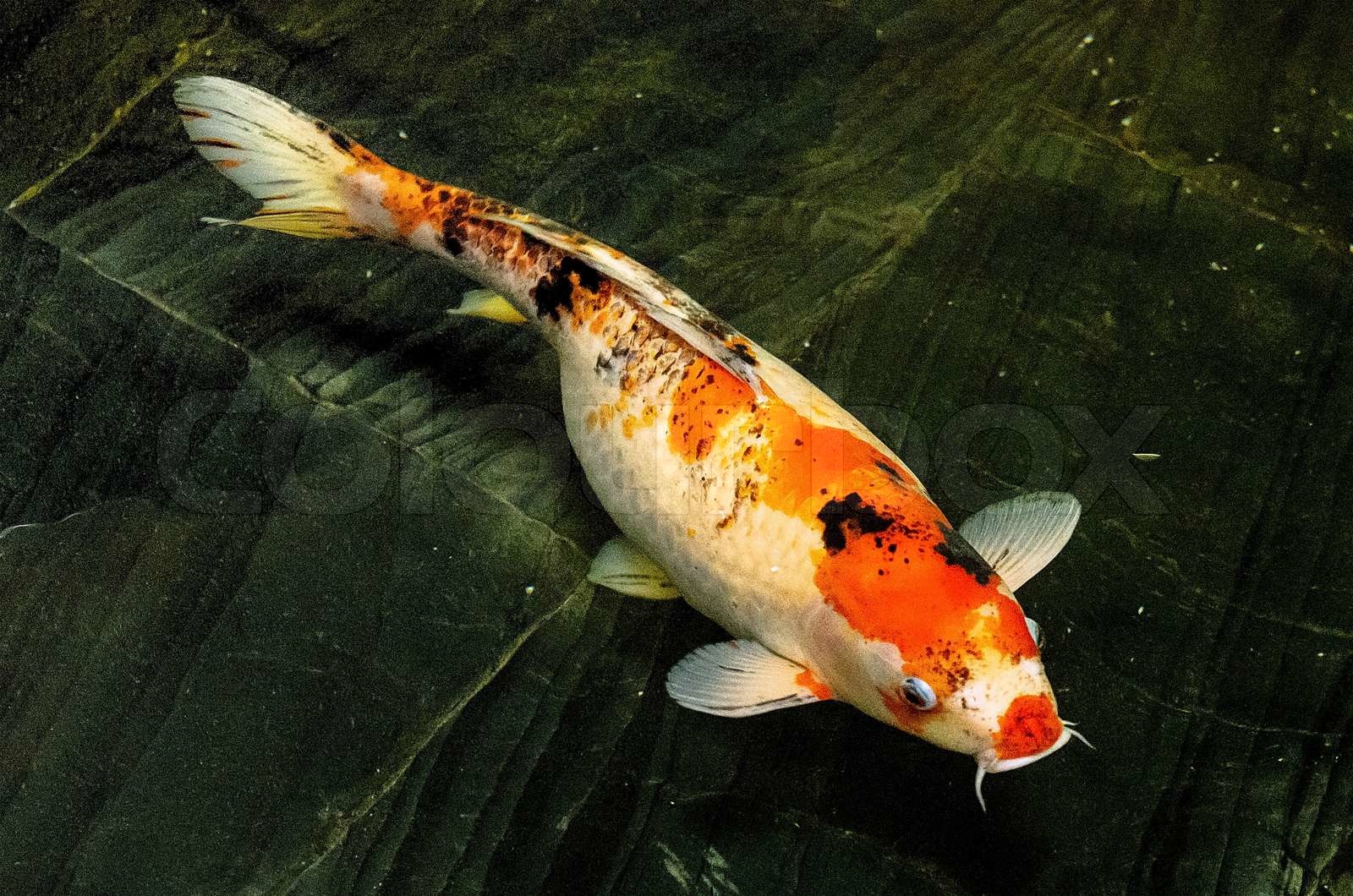 Koi fish Stock image Colourbox