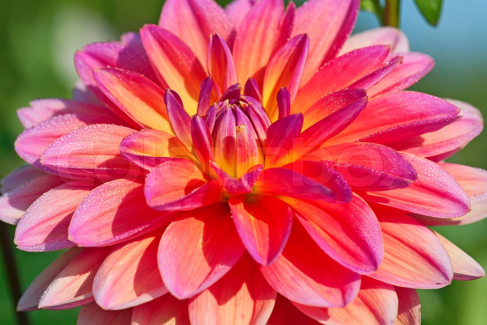 Dahlia Blume Stock Bild Colourbox