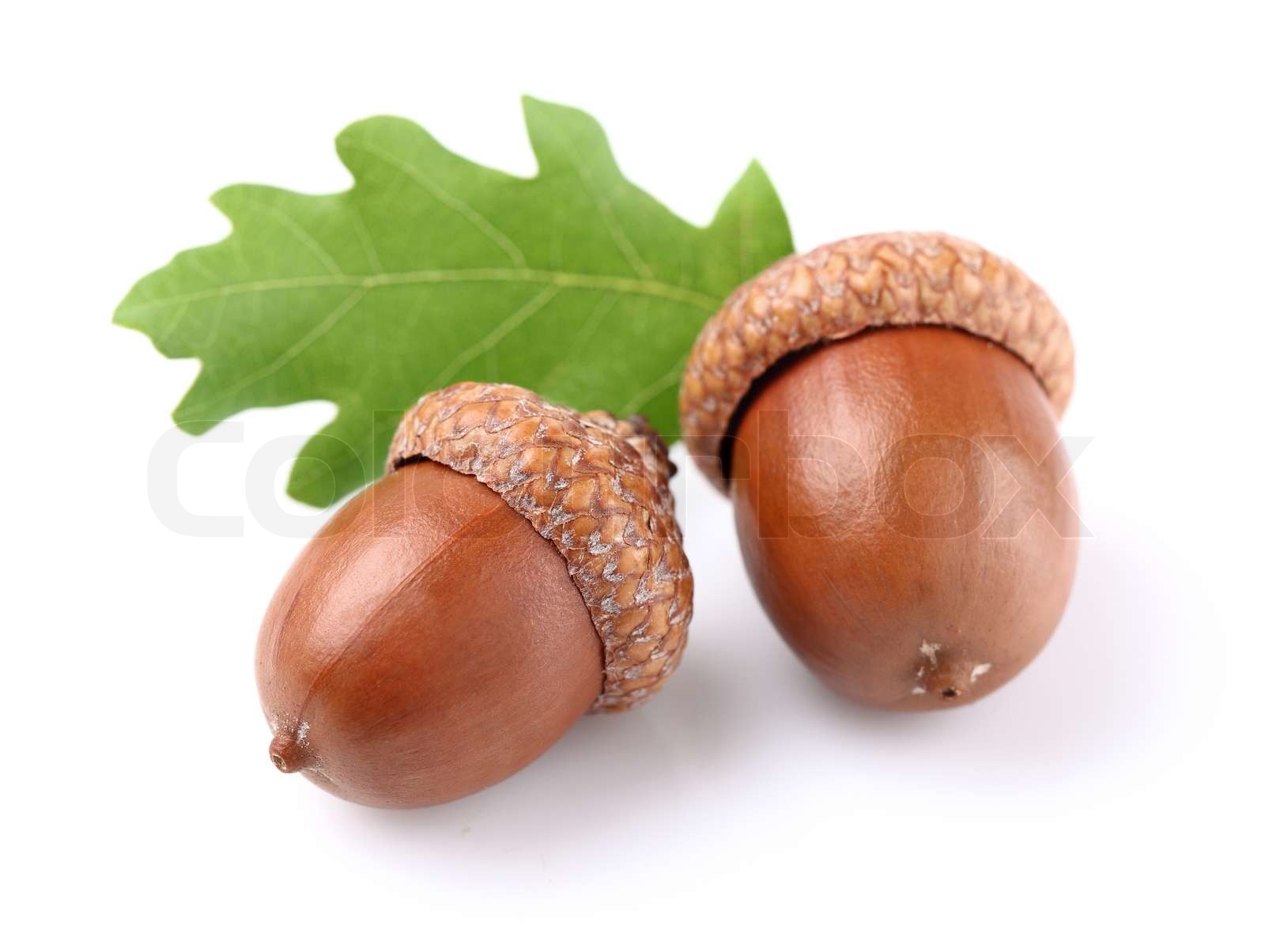 Eicheln mit Blatt | Stock Bild | Colourbox