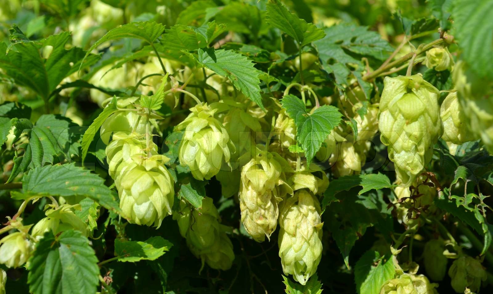 Hopfen Pflanze Klettern Stock Bild Colourbox