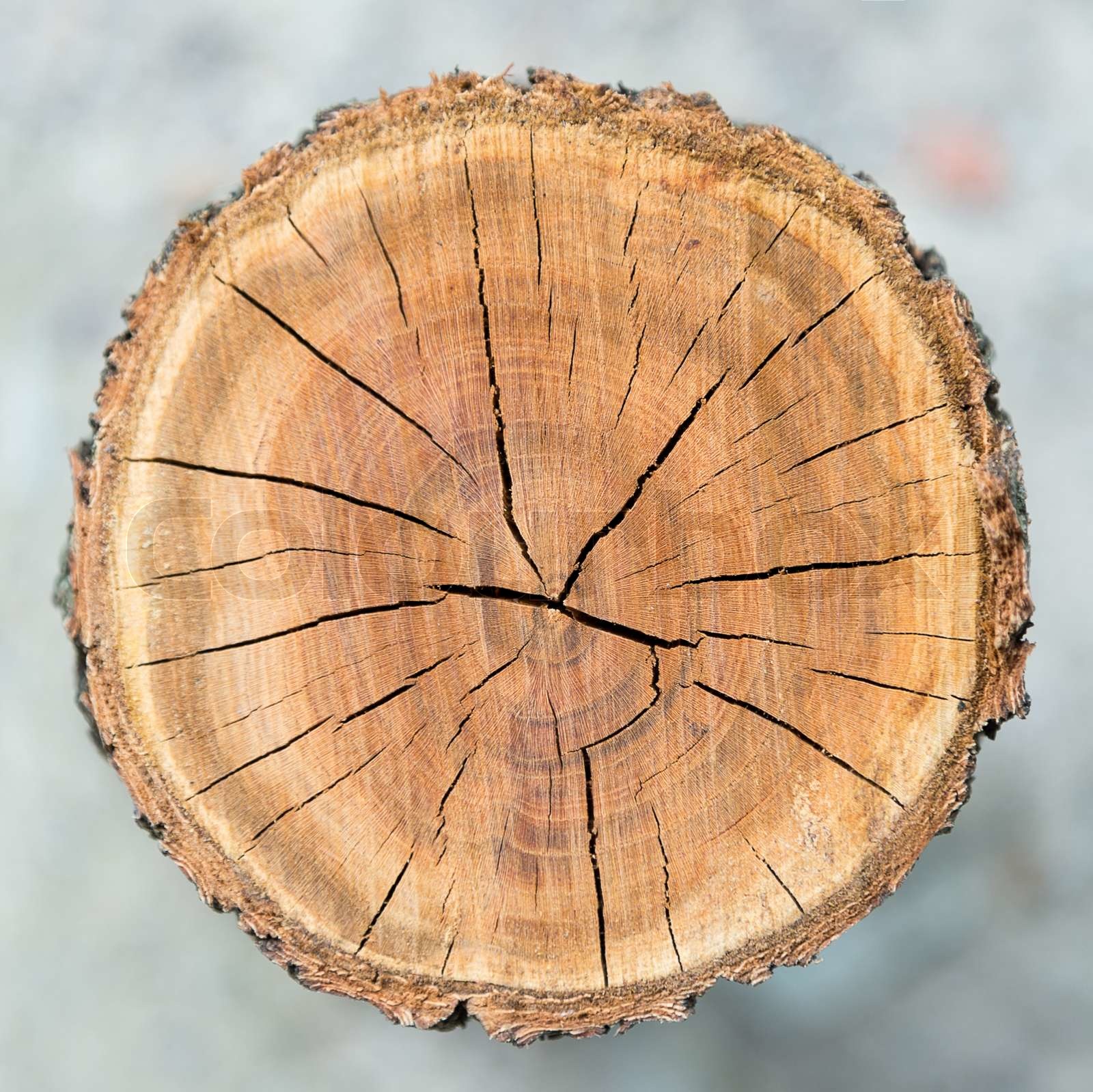 Wood circle texture Stock image Colourbox
