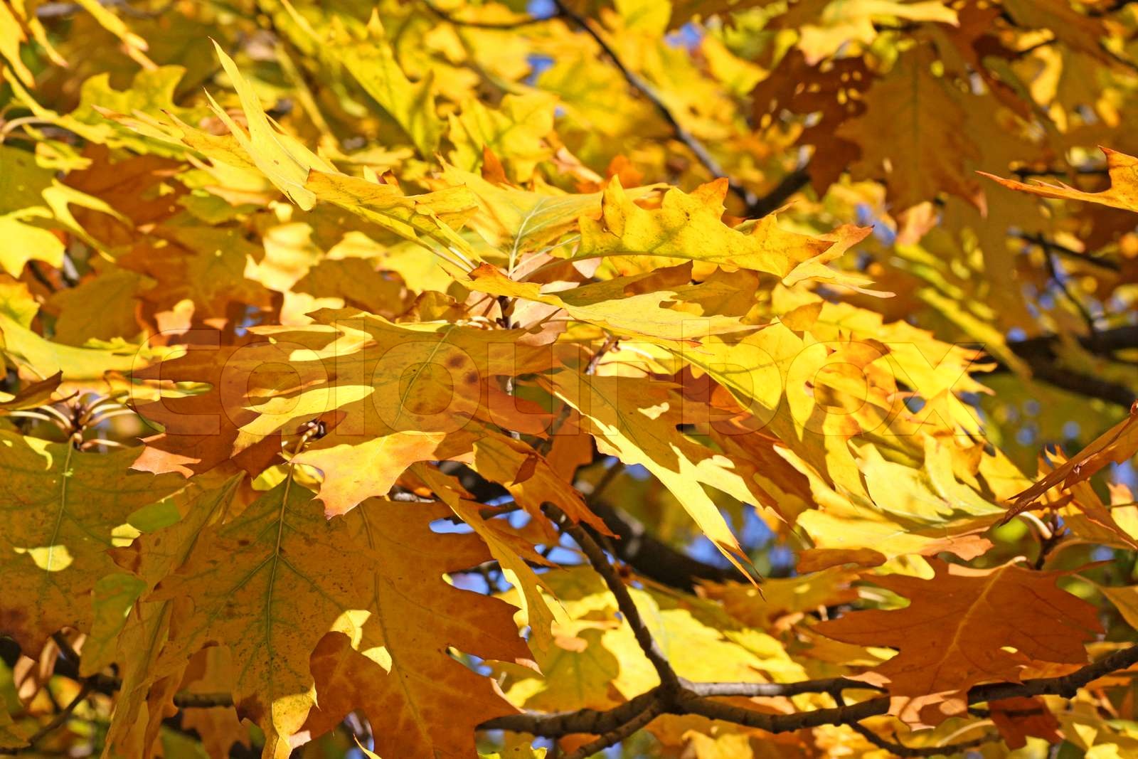 egetræ blade på efteråret | Stock foto | Colourbox