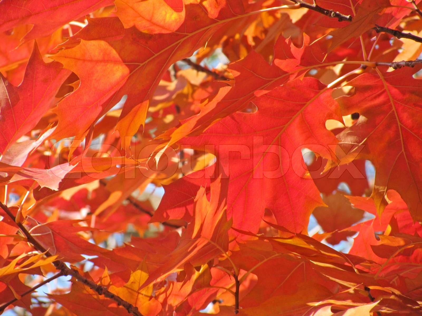 red egetræ blade på efteråret | Stock foto | Colourbox