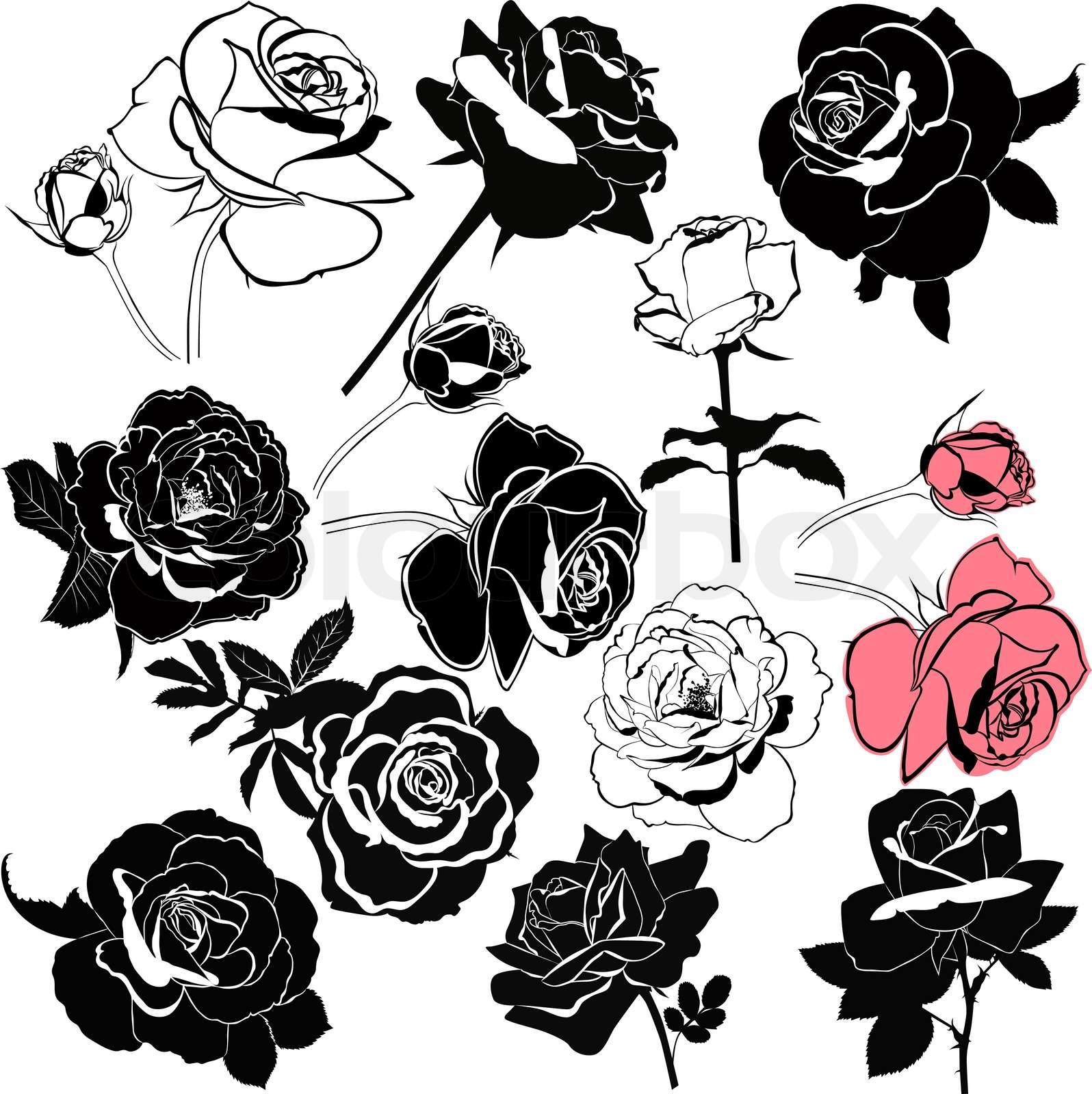розы цветы, изолированных на белом фоне | Stock vector | Colourbox