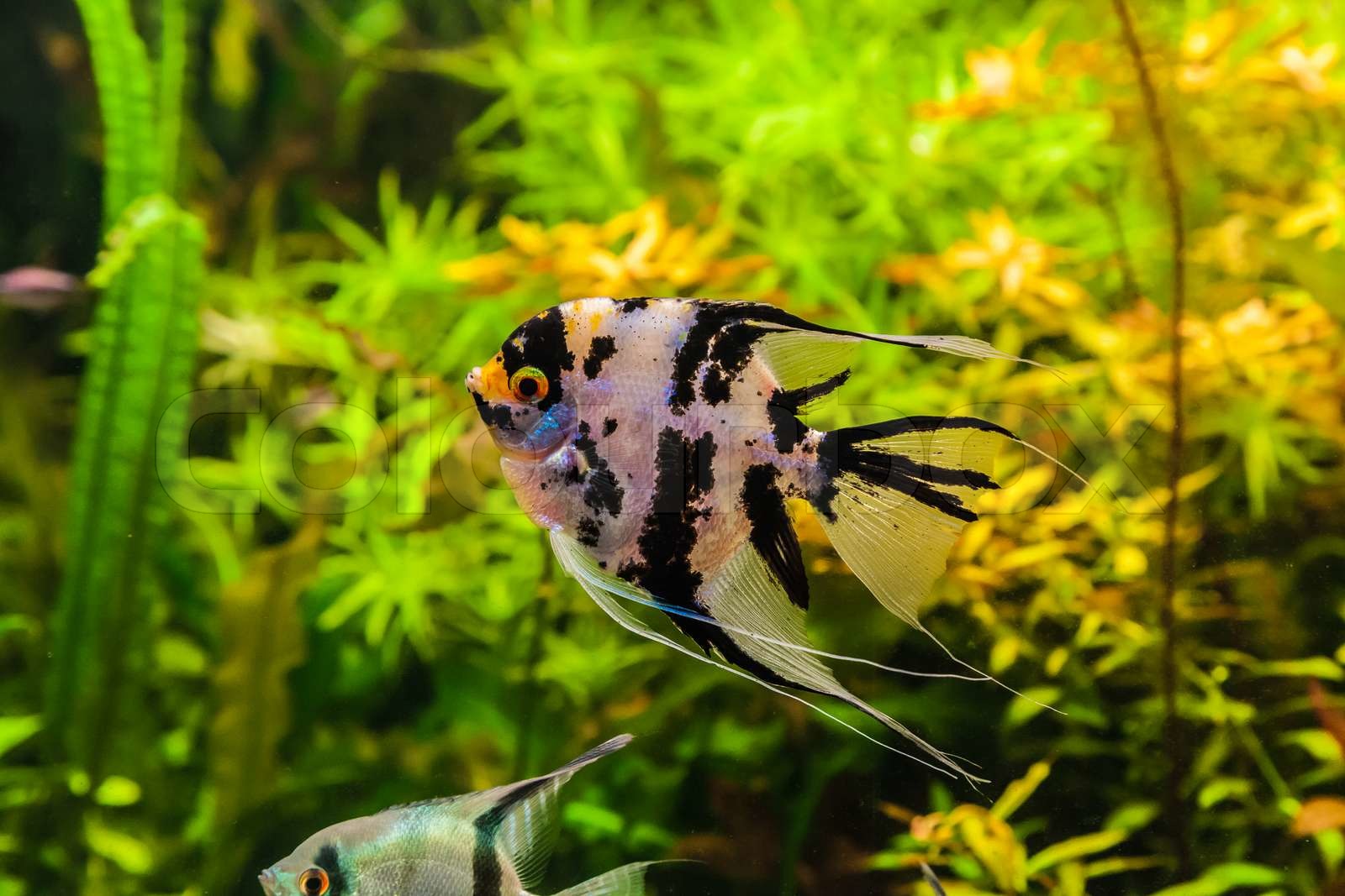 Süßwasser Aquarium mit Fischen Pterophyllum scalare Stock Bild Colourbox