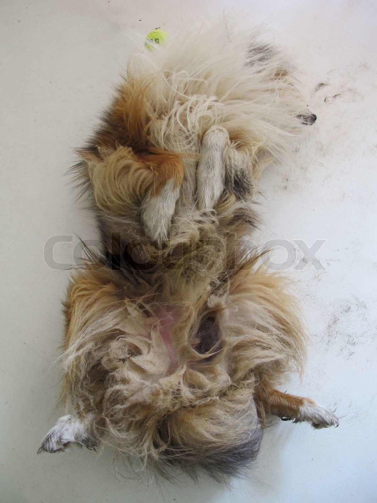Mein Hund , Bo , Schlafen auf dem Rücken Stock Bild Colourbox