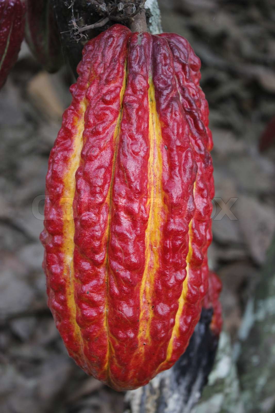 El Mejor Cacao Del Mundo Ecuador Stock Image Colourbox