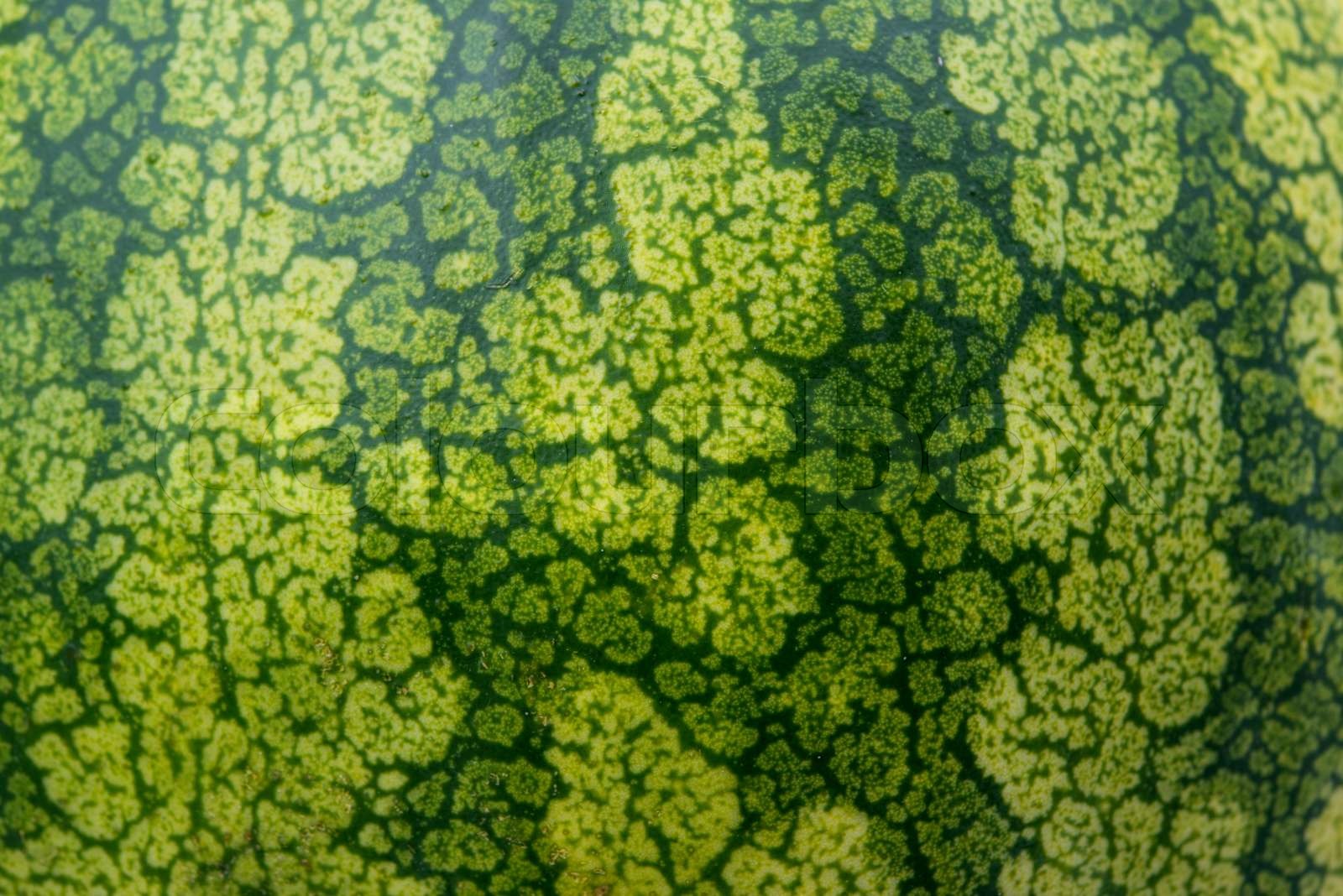 close up of the Watermelon skin Stock image Colourbox