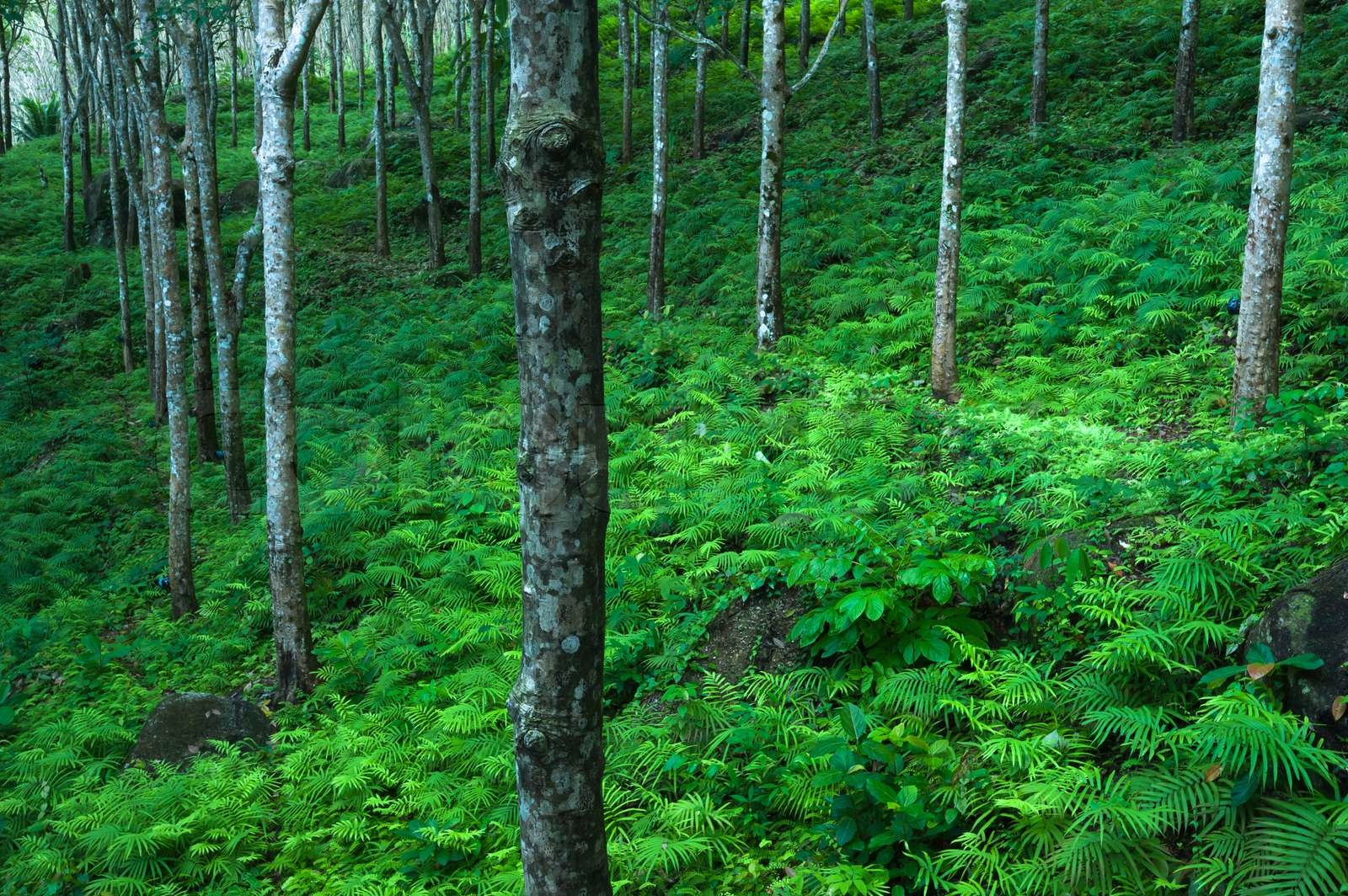 Træer grøn natur baggrund Latex gummi træer plantage i tropisk skov ...
