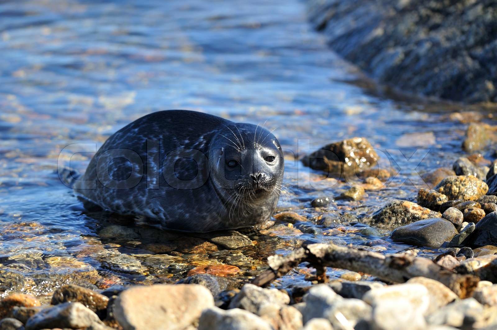 Ringed seal | Stock image | Colourbox