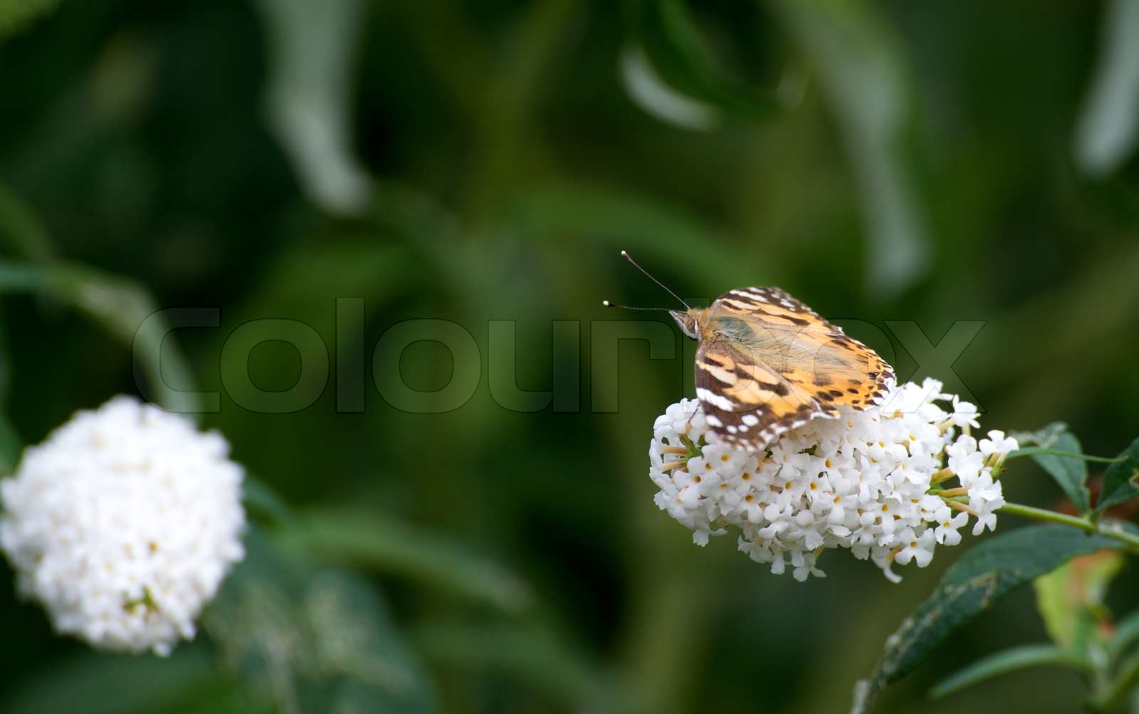 butterfly pollination Stock foto Colourbox
