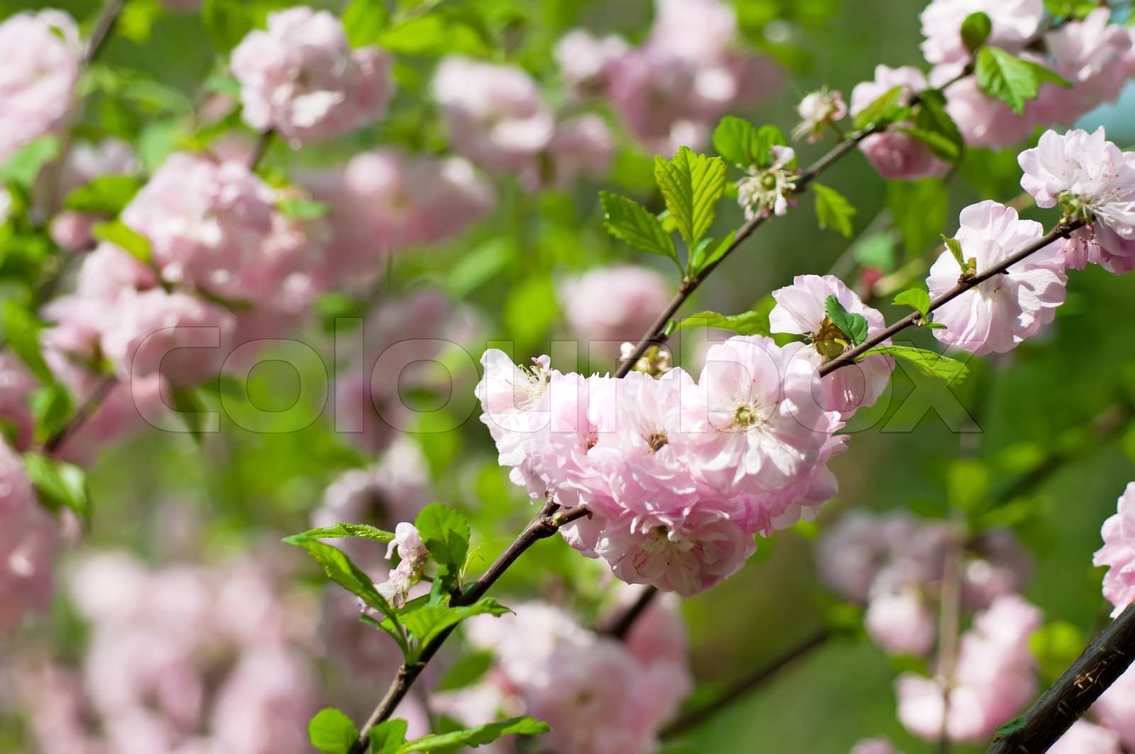 Blühende von sakura Blumen Stock Bild Colourbox