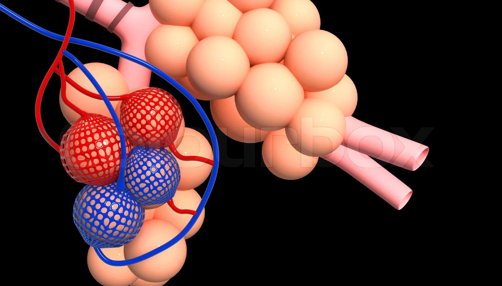 alveoler Stock foto Colourbox