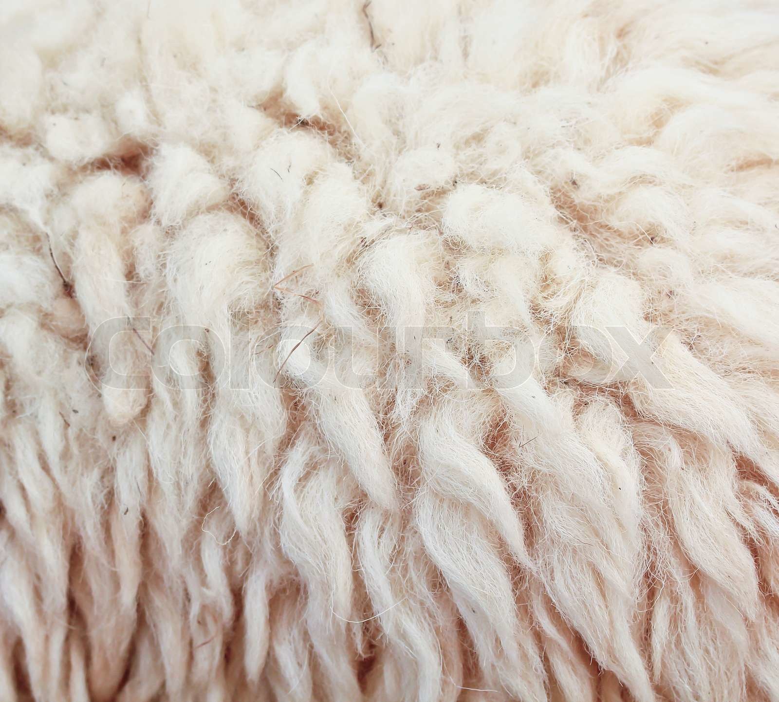 Sheepskin Background | Stock image | Colourbox