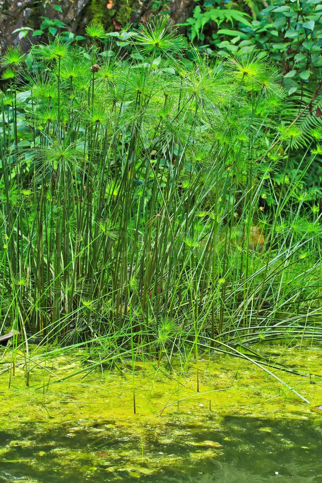 Green Leaf Papyrus | Stock image | Colourbox