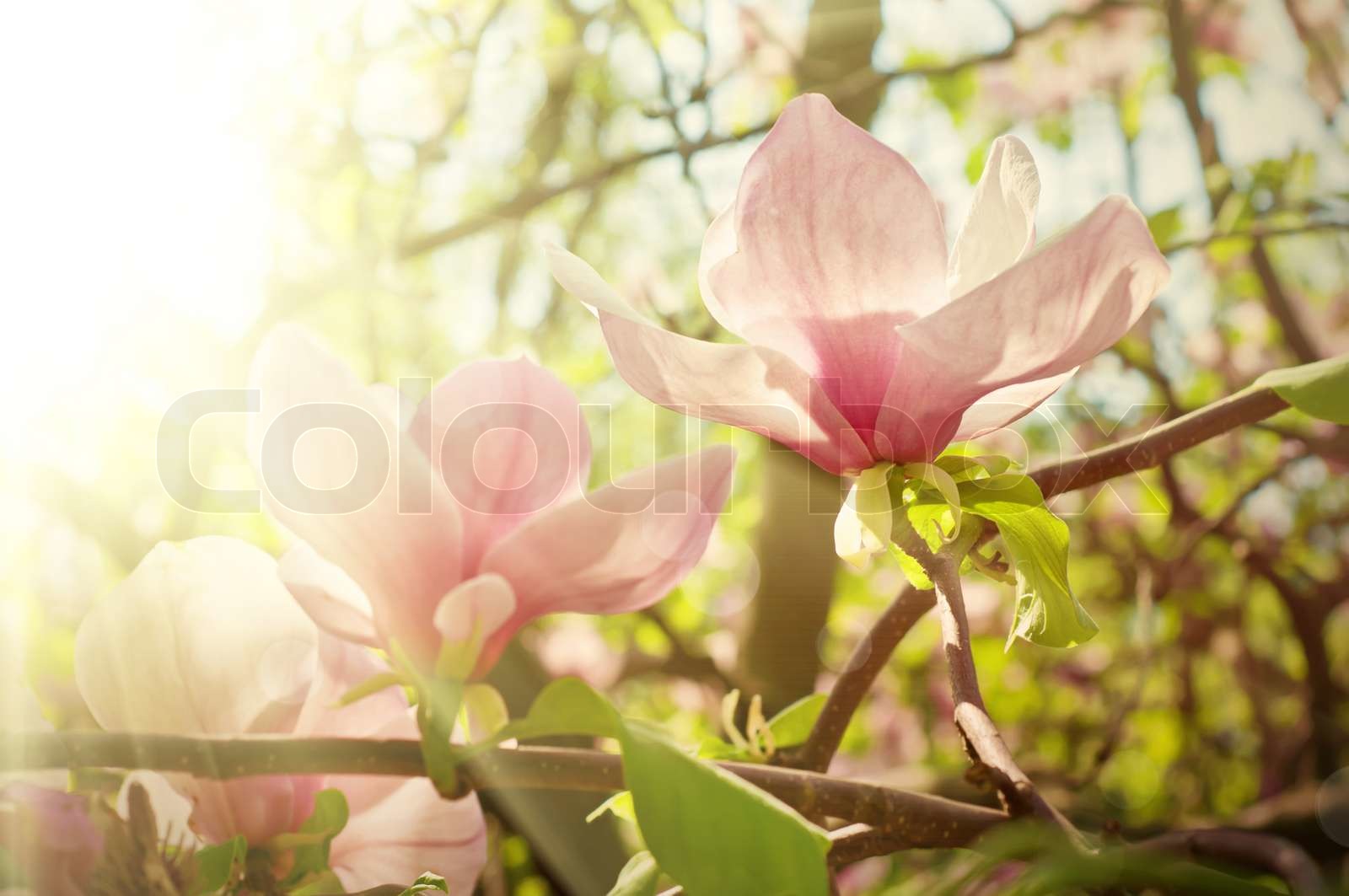 Magnolia Blumen Stock Bild Colourbox