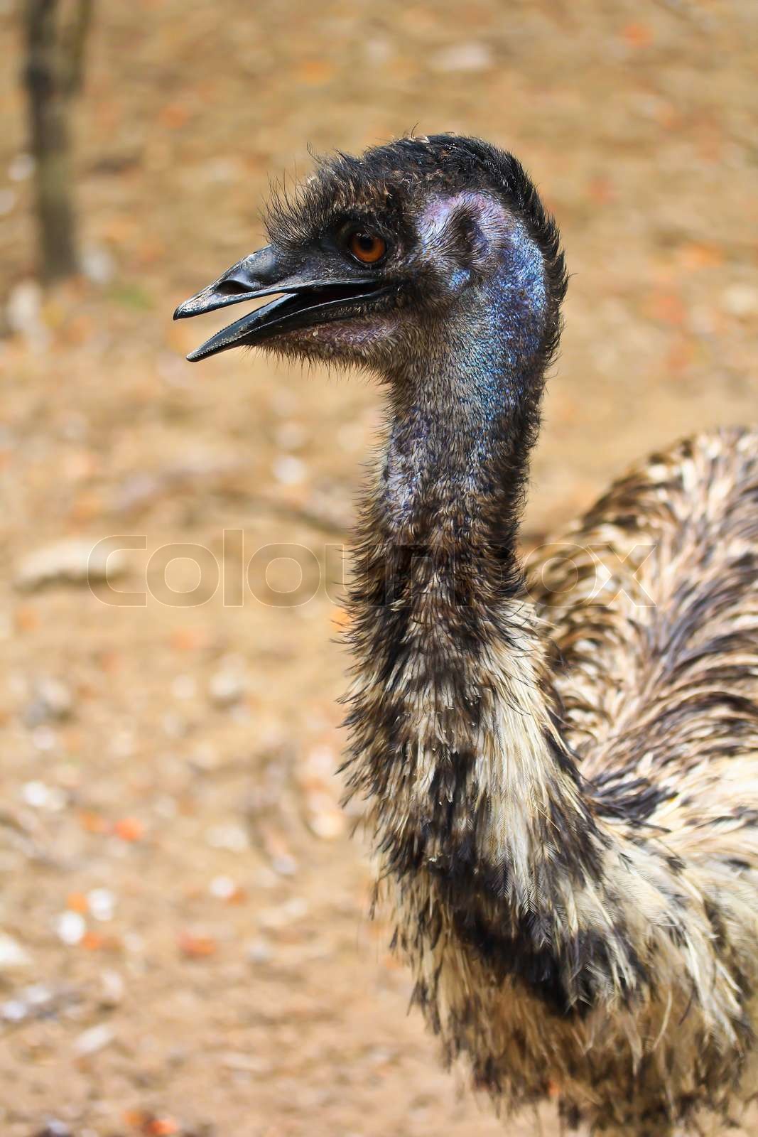 emu bird in zoo | Stock image | Colourbox