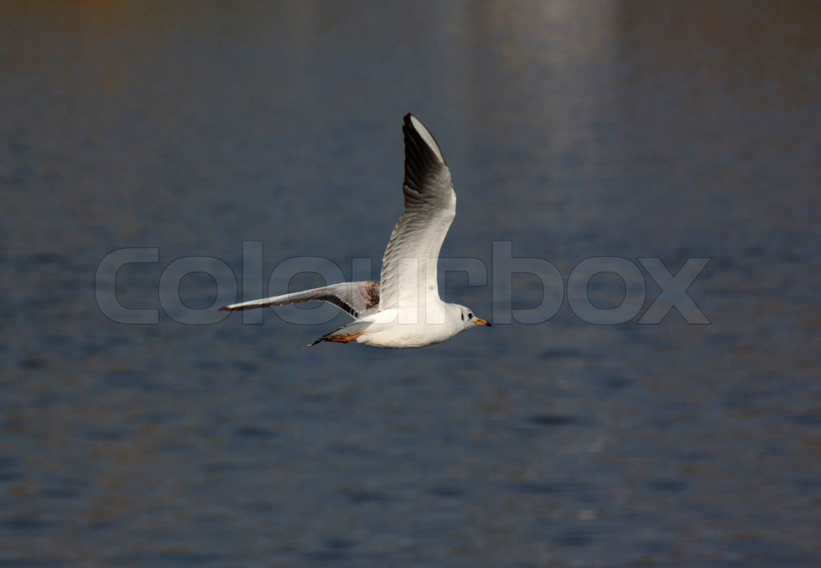 Möwe fliegt über Fluss Stock Bild Colourbox