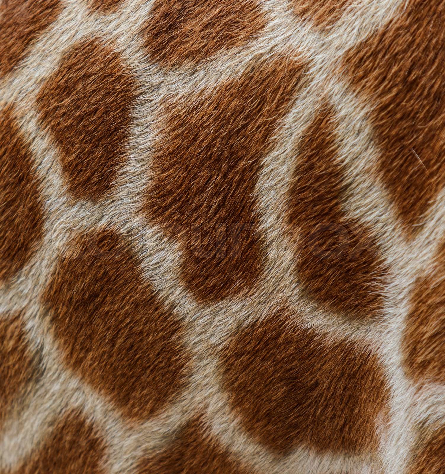 skin of giraffe | Stock image | Colourbox