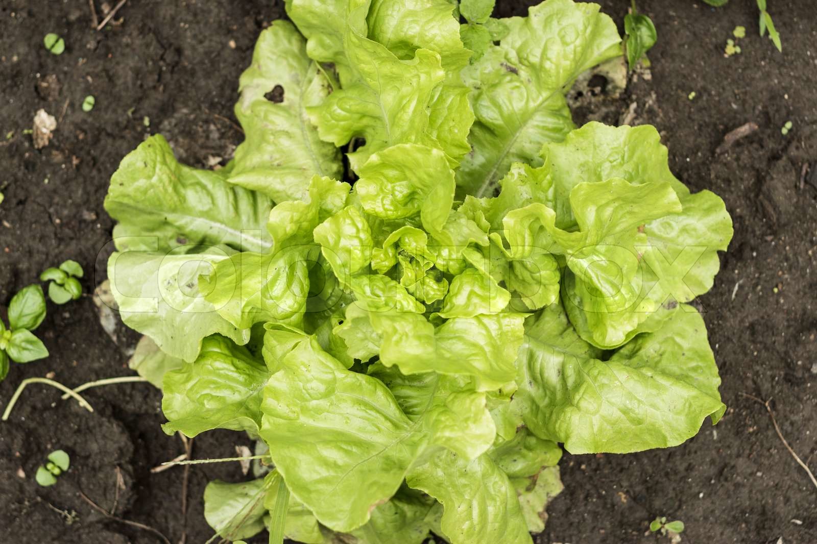 lettuce growing in the soil Stock image Colourbox