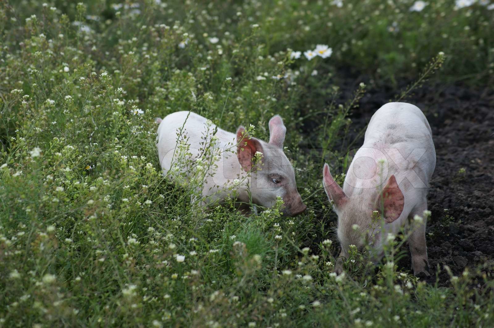 organic pigs | Stock image | Colourbox