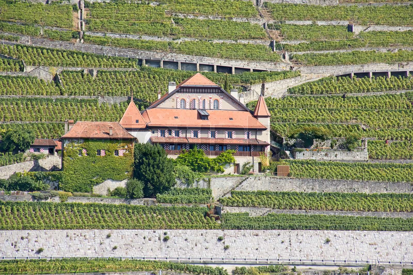Lavaux region Stock foto Colourbox