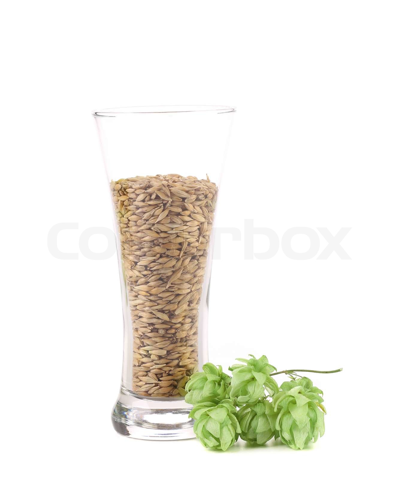 Nahaufnahme von Glas mit Getreide und Hopfen Stock Bild Colourbox