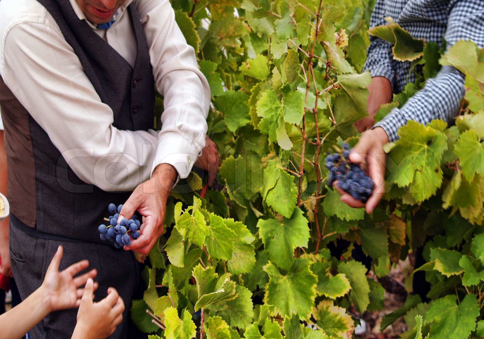 Harvesting grapes | Stock image | Colourbox